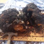 Freshly harvested chaga mushroom chunks being cleaned and prepared on a wooden board.