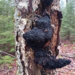 A large, dark chaga mushroom conk growing on the trunk of a live birch tree.